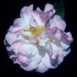 Sylvia May Wells Variegated